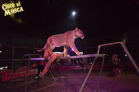Circo di Mosca