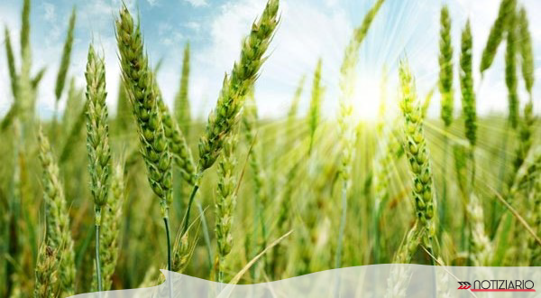 Sviluppo agroalimentare in Veneto