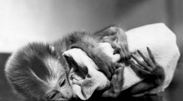 L’esperimento di Harlow e la teoria dell’attaccamento