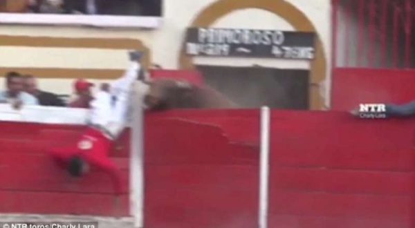 Tori scatenati in Messico: scappano dalla corrida infilzando toreri, domatori e pubblico