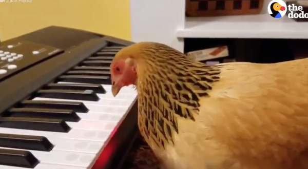 JOKGU, LA GALLINA AL PIANO CHE NON SBAGLIA UNA NOTA (VIDEO INCREDIBILE)