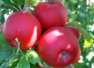 Piante da frutto. Ecco il decreto sulla commercializzazione. Tutte le novità