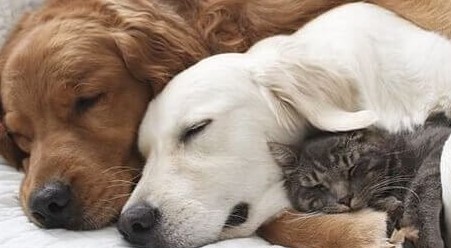 Ci sono animali che salvano le persone