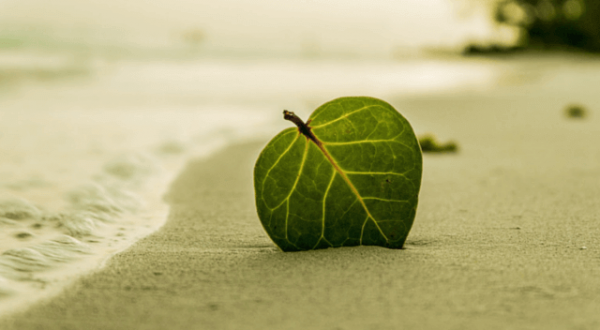 Imparare a meditare mentre si cammina