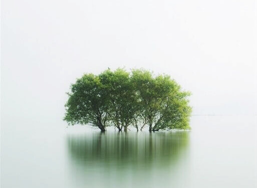 Il silenzio è indispensabile per rigenerare il cervello