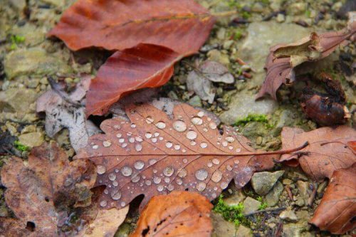 Bagno di foresta: antidoto contro lo stress