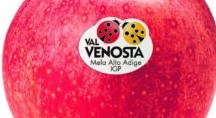 Mela Val Venosta, verso la raccolta. Buona la qualità, calo (20%) della produzione