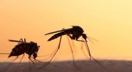 Le zanzare geneticamente modificate ci salveranno dalla malaria?