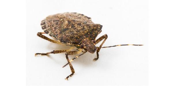 Infestazioni parassitarie: non c’e’ solo la cimice asiatica