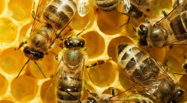 Osservatorio Nazionale Miele: 2017 anno negativo