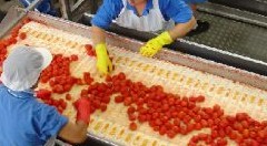 Pomodoro da industria. Prevista una produzione da 2,4 tonnellate, ma calano le superfici coltivate