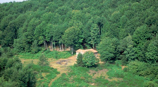 Oggi è la Giornata mondiale delle foreste