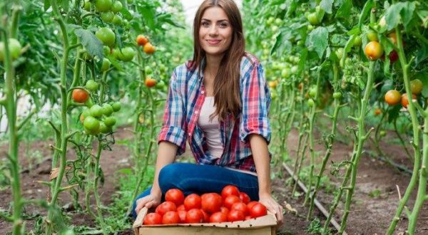 Regione Liguria: Investimenti in infrastrutture connesse allo sviluppo, ammodernamento o adattamento dell’agricoltura