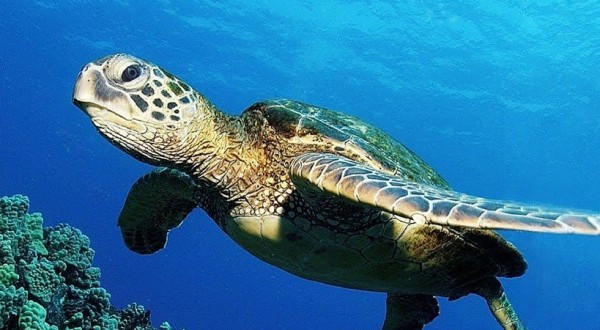 Croazia splendida, tra natura e arte, a due passi dal’Italia