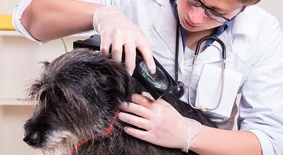 Tenia del cane e tenia dell’uomo: come infettano gli organismi e cosa provocano