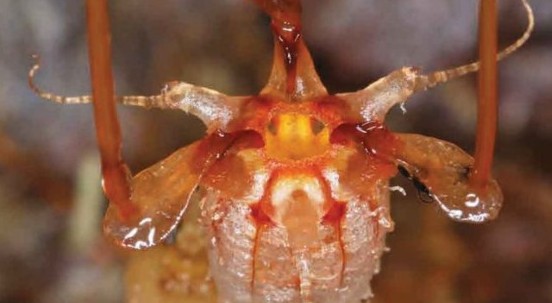 Lanterna delle fate: riscoperta la pianta sotterranea disegnata da un botanico italiano 150 anni fa