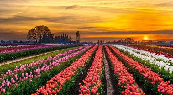 Tulipark: l’Olanda arriva a Roma, un parco con 300mila tulipani