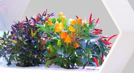 La mini serra idroponica da casa ci darà cibo più eco e tecnologico