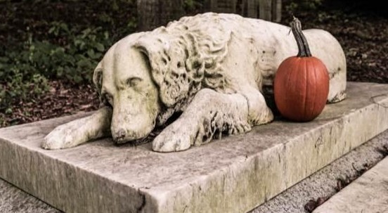 Una cuccia per sempre: via libera in Veneto ai cimiteri per cani e gatti