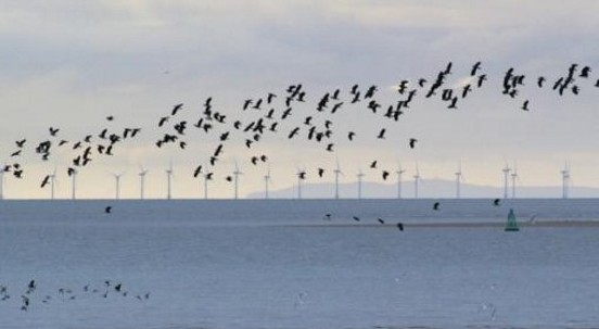 Eolico offshore: (forse) non è così rischioso per gli uccelli marini, lo studio
