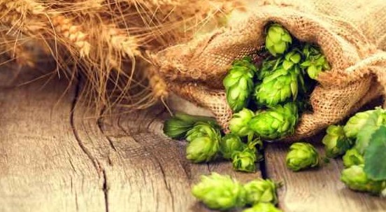 Luppolo: benefici, proprietà e usi al di là della birra