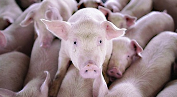 “Stop maltrattamenti: l’Italia introduca una legge che preveda l’obbligo di installazione delle telecamere nei macelli”