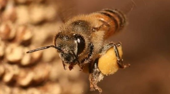 Allontanare api, vespe e calabroni? Ecco il metodo infallibile e profumato