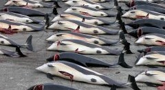 Strage di balene nell’Oceano antartico