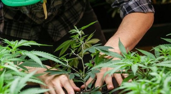 La riscoperta della canapa in Italia: è boom di coltivazioni e usi