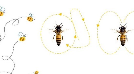 La danza delle api: un meraviglioso modo di comunicare