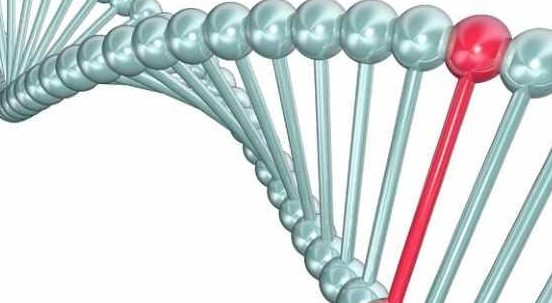 Longevità: scoperta la variante genetica che ritarda l’invecchiamento