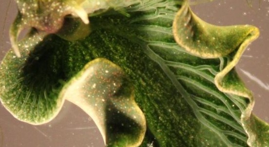 Elysia chlorotica, la lumaca di mare che si nutre con il sole 