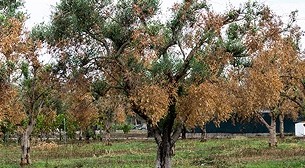 Xylella, l’allarme degli olivicoltori