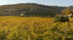 Veneto: Prorogati al 31 maggio i termini per presentare domanda per accedere  ai benefici della misura ristrutturazione e riconversione dei vigneti