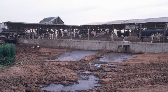 Il devastante impatto ambientale della carne in un nuovo studio shock