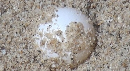 L’Elba si prepara alla nidificazione delle tartarughe