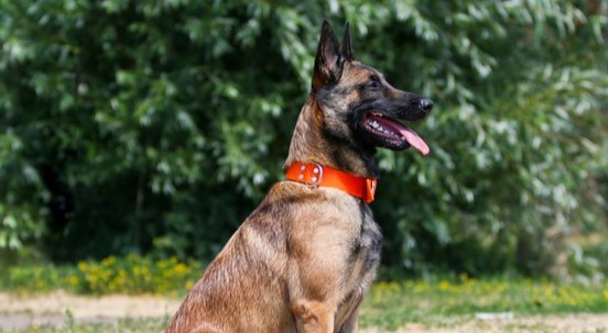 I cani sanno rilevare le malattie degli alberi con il fiuto