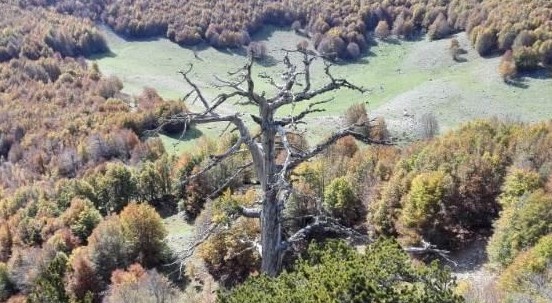Cosa possiamo imparare da Italicus, l’albero più antico d’Europa (della sua specie)