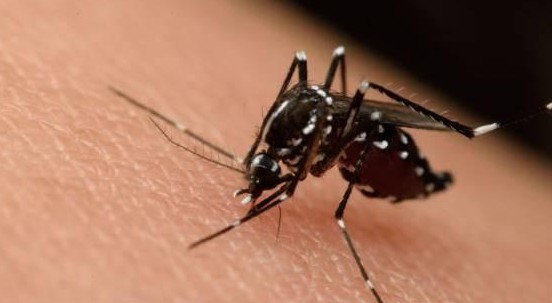 Morbo di Keystone: cos’è e i sintomi della nuova malattia trasmessa dalle zanzare