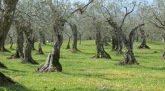 L’Italia ha bisogno dell’olivicoltura e dei suoi preziosi oli