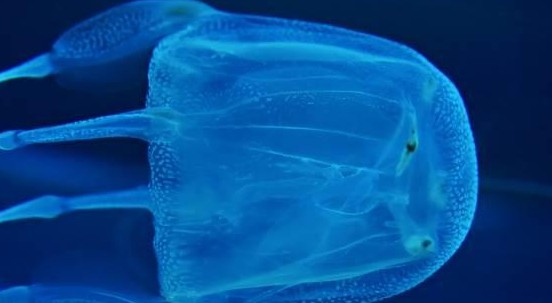 Cubomedusa: come riconoscerla e cosa fare se ti punge la vespa di mare