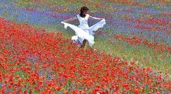 Castelluccio di Norcia, la fioritura delle lenticchie è un quadro impressionista