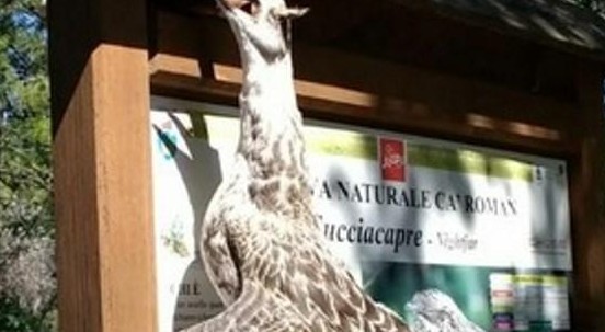 Gabbiano reale morto trovato inchiodato al cartello della riserva Lipu