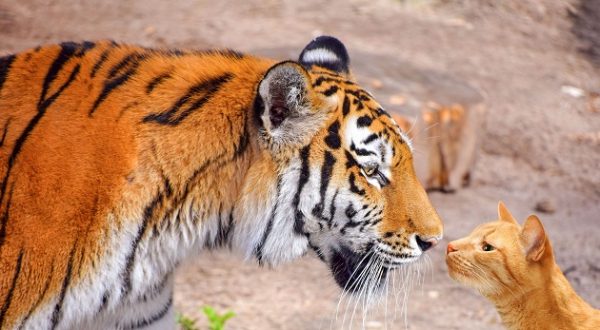 Sette similitudini tra il gatto di casa e la tigre