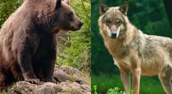 Sparare a lupi e orsi? Non si può! Il ministro Costa impugnerà i decreti di Bolzano e Trento