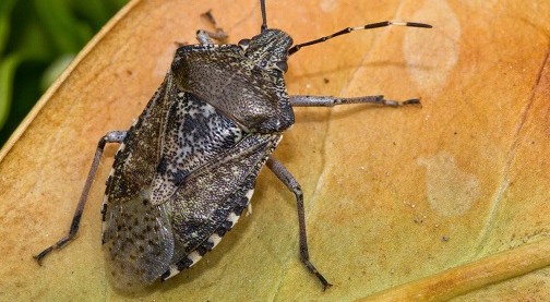 Dall’insetto alla pianta