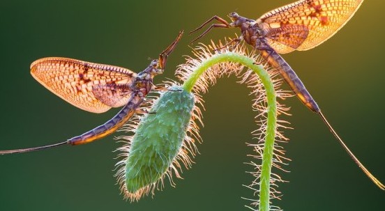 La natura… in primo piano. Le 12 foto macro più belle del Garden Photographer of the Year