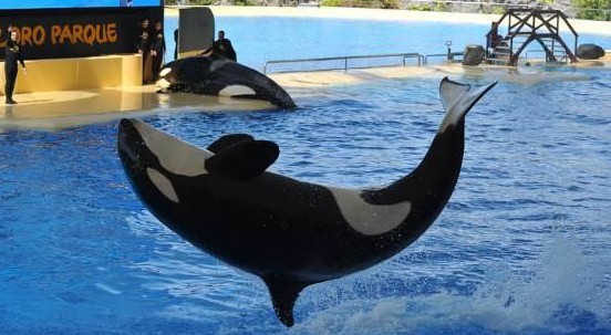 Thomas Cook, il tour operator che non venderà più biglietti per parchi acquatici con orche in cattività