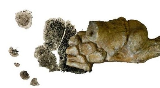 Scoperto il più antico piede di bambino: ha 3 milioni di anni e rivela che già camminavamo