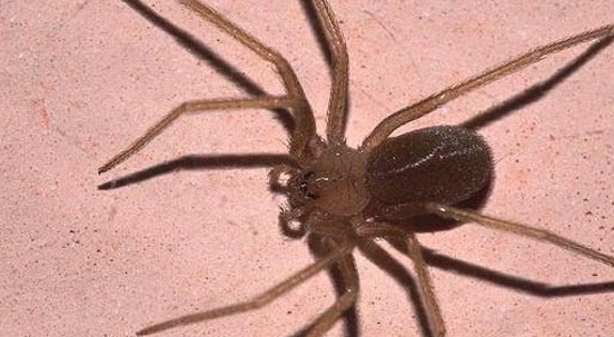 Ragno violino: boom di segnalazioni a Roma. Come evitare di trovarselo in casa